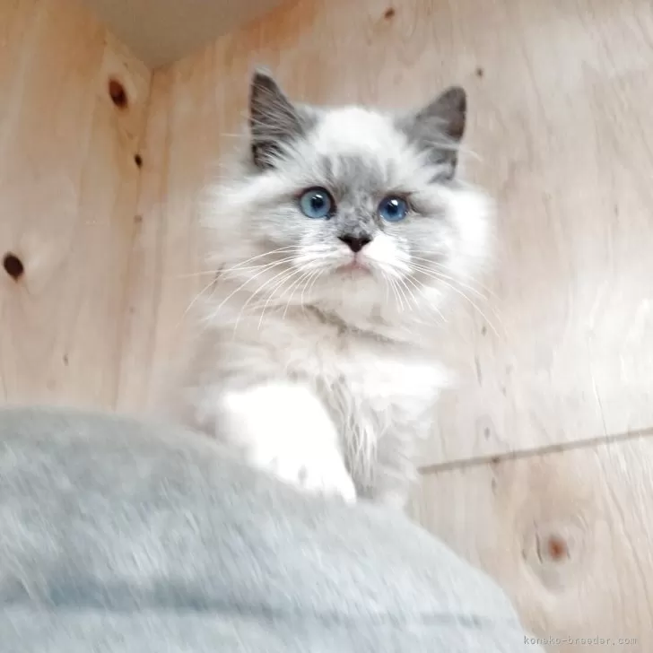 ID：2512-02313の子猫