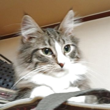 ノルウェージャンフォレストキャット【東京都・男の子・2025年6月1日・ブラウンタビー&ホワイト】の写真「食いしん坊なやんちゃボーイ」