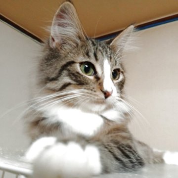 ノルウェージャンフォレストキャット【東京都・男の子・2025年6月1日・ブラウンタビー&ホワイト】の写真「食いしん坊なやんちゃボーイ」