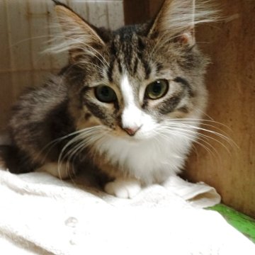 ノルウェージャンフォレストキャット【東京都・男の子・2025年6月1日・ブラウンタビー&ホワイト】の写真「食いしん坊なやんちゃボーイ」