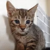 ベンガル