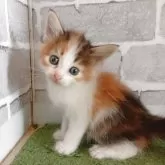ノルウェージャンフォレストキャット