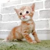 ベンガル