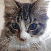 ノルウェージャンフォレストキャット