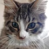 ノルウェージャンフォレストキャット