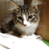 ノルウェージャンフォレストキャット