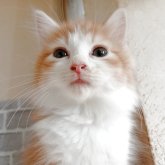 ノルウェージャンフォレストキャット