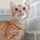 ベンガル