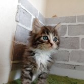 ノルウェージャンフォレストキャット