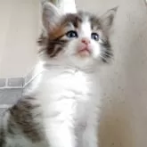 ノルウェージャンフォレストキャット