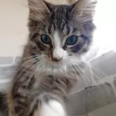 ノルウェージャンフォレストキャット