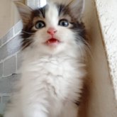 ノルウェージャンフォレストキャット