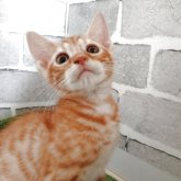 ベンガル