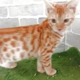 ベンガル【東京都・男の子・2025年6月28日・レッドスポテッドタビー】の写真2