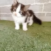 ノルウェージャンフォレストキャット【東京都・男の子・2025年6月1日・ブラック&ホワイト】の写真2