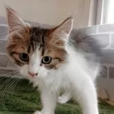 ノルウェージャンフォレストキャット【東京都・男の子・2025年6月1日・ブラウンタビー&ホワイト】の写真2