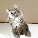 ノルウェージャンフォレストキャット【東京都・男の子・2025年6月1日・ブラウンタビー&ホワイト】の写真4