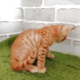 ベンガル【東京都・男の子・2025年6月28日・レッドスポテッドタビー】の写真5