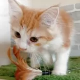 ノルウェージャンフォレストキャット【東京都・女の子・2025年6月1日・レッドタビー&ホワイト】の写真5