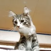 ノルウェージャンフォレストキャット【東京都・男の子・2025年6月1日・ブラウンタビー&ホワイト】の写真5