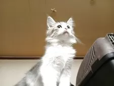 ノルウェージャンフォレストキャット【東京都・男の子・2025年6月1日・ブラウンタビー&ホワイト】の写真9