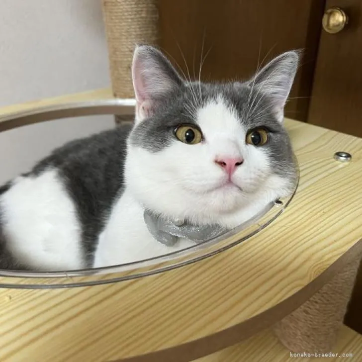 ID:2209-02305の子猫