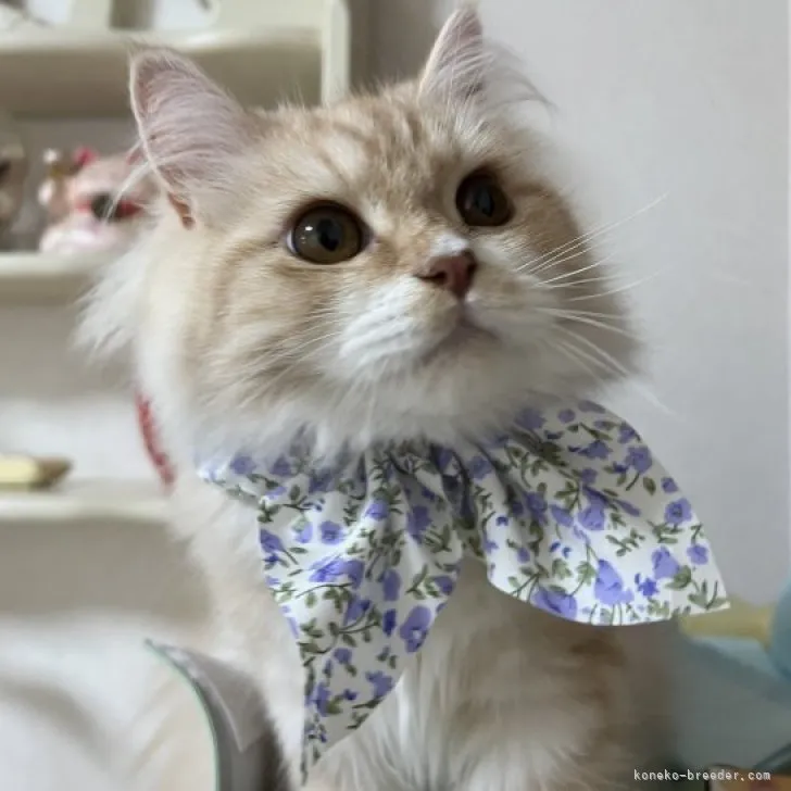 ID:2211-02778の子猫