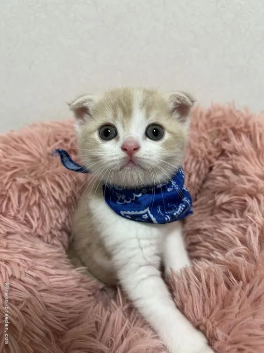 ID:2111-00819の子猫