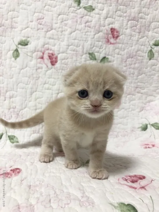ID:2108-01009の子猫