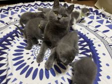 ブリティッシュショートヘア【・女の子・2021年4月30日・ブルー】