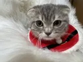 スコティッシュフォールド(折れ耳)【埼玉県・男の子・2023年8月1日・ブルーダビー】の写真4
