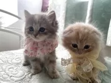 ミヌエット(長足)【埼玉県・女の子・2025年6月24日・クリームダビー】の写真10