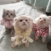 ミヌエット(長足)【埼玉県・女の子・2025年6月24日・ブルータビー】の写真14