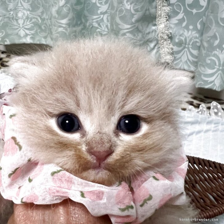 ブリーダー画像