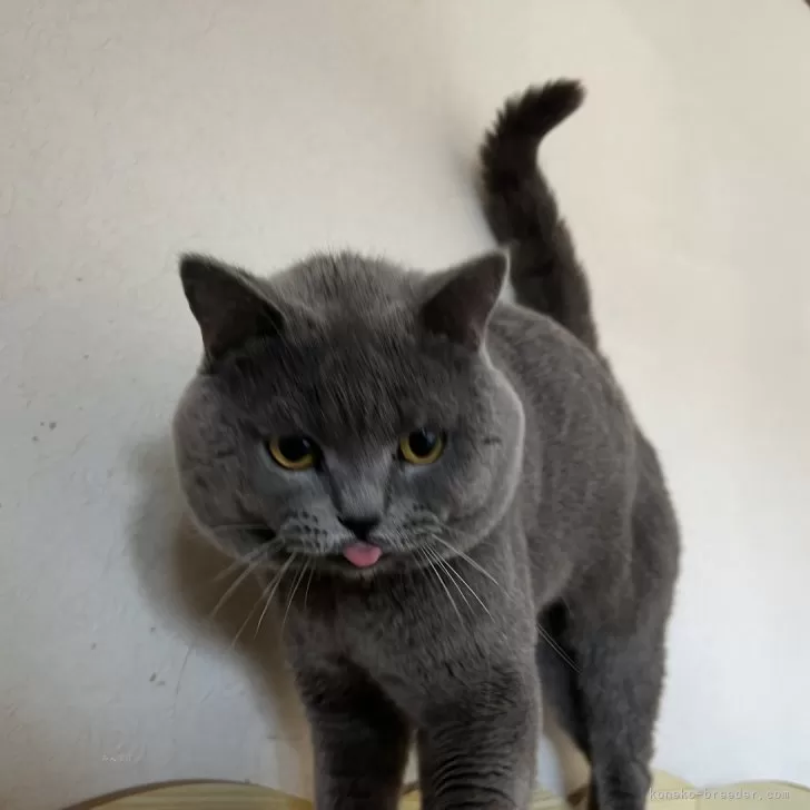 ID:2409-00868の子猫