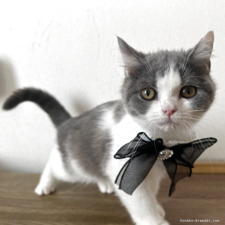 ブリーダー画像