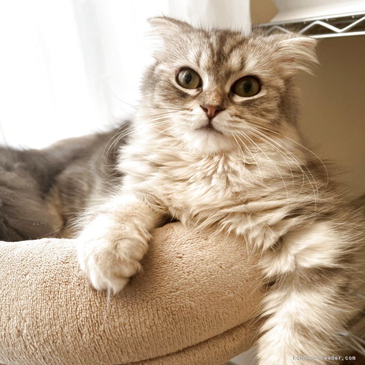 ブリーダー画像