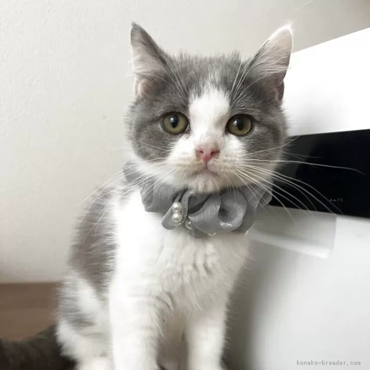 ブリティッシュショートヘア【埼玉県・男の子・2025年8月2日・ブルー&amp;ホワイト】の写真1