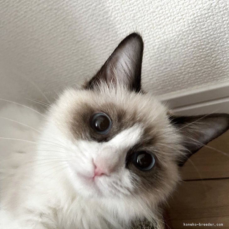 ブリーダー画像