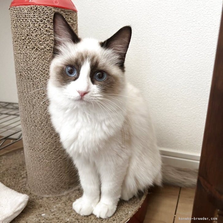 ブリーダー画像