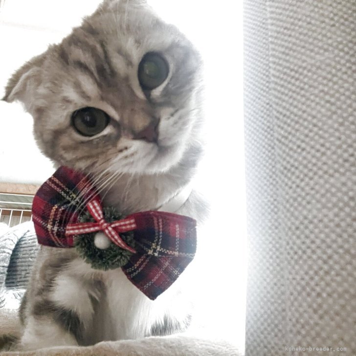 ブリーダー画像