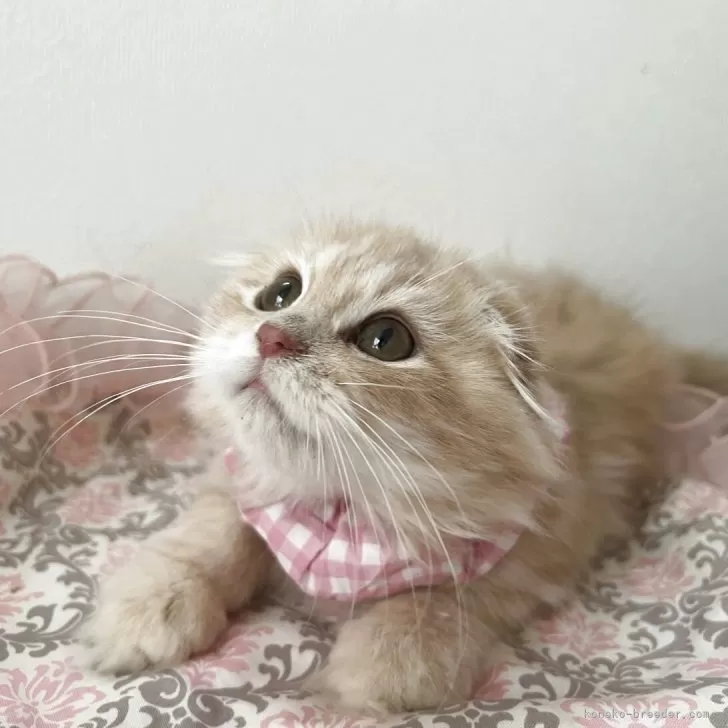 ミヌエット(長足)【埼玉県・女の子・2025年6月24日・クリームダビー】の写真1