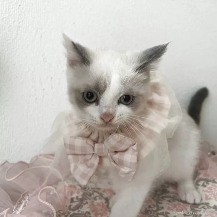 ブリティッシュショートヘア【埼玉県・男の子・2025年8月2日・ライラック&amp;ホワイト】の写真1