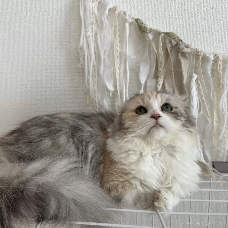 ID：2407-03254の子猫