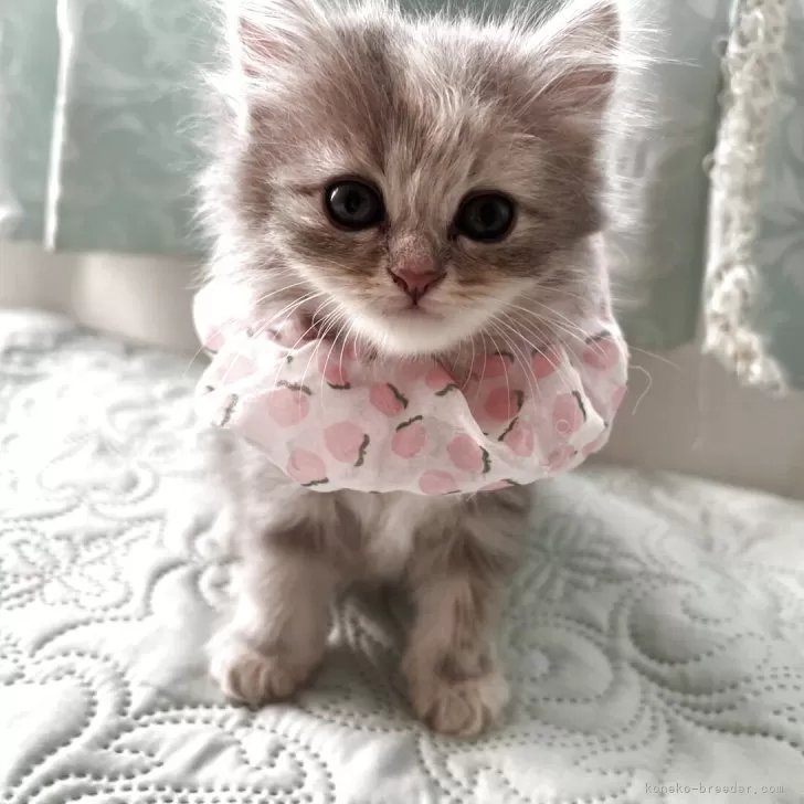 M.U 様のお迎えした子猫