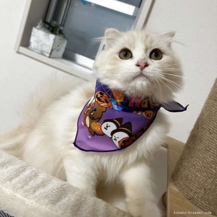 ブリーダー画像