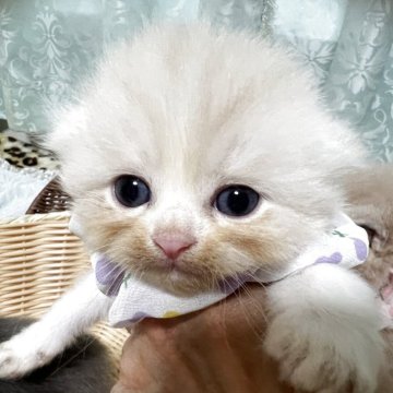 スコティッシュフォールド(折れ耳)【埼玉県・男の子・2025年5月19日・カメオタビー】の写真「クリクリお目々の王子様🤴✨」