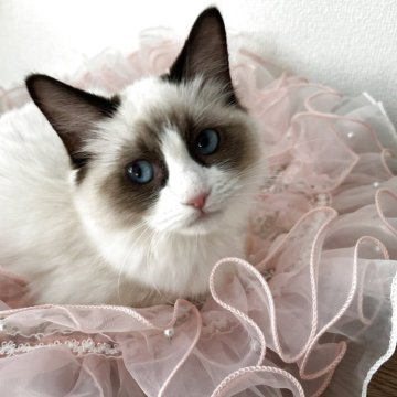 ラグドール【埼玉県・女の子・2025年5月8日・シールポイントバイカラー（ロング）】の写真「happy Halloween🎃」