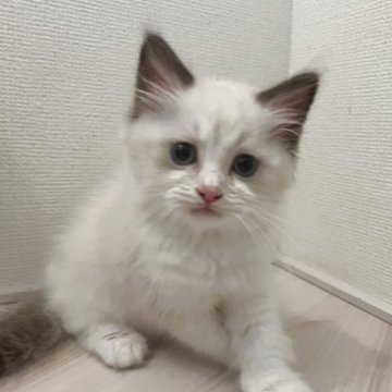ラグドール【埼玉県・男の子・2025年4月25日・ブルーポイントバイカラー（ロング）】の写真「💎ハイクオリティのかなりの美猫くん💎」