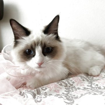 ラグドール【埼玉県・女の子・2025年5月8日・シールポイントバイカラー（ロング）】の写真「クオリティの高い美猫ちゃん✨」